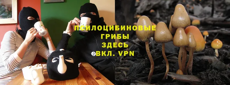 Галлюциногенные грибы Psilocybe  закладка  Сосновка 